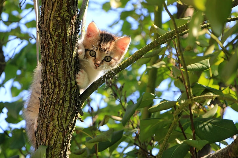 Curious Whispers