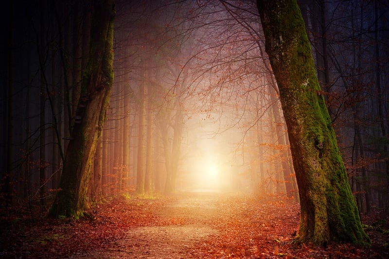 Whispers in the Forest